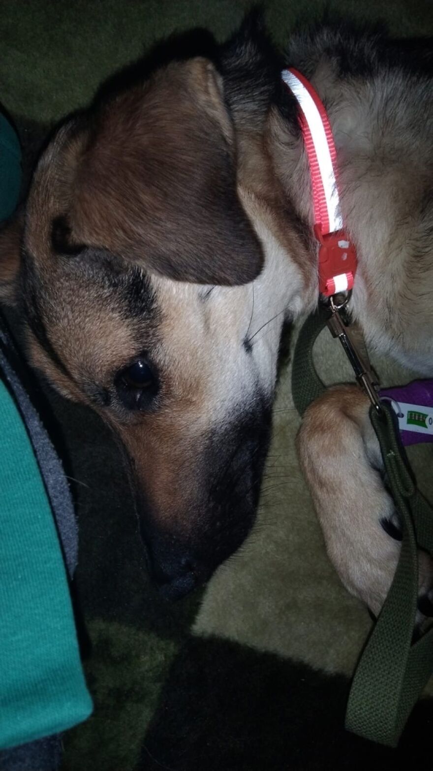 Locals Spot A Dog Stuck On The Edge Of A Balcony, Turns Out She Tried To Escape Her Abusive Owner