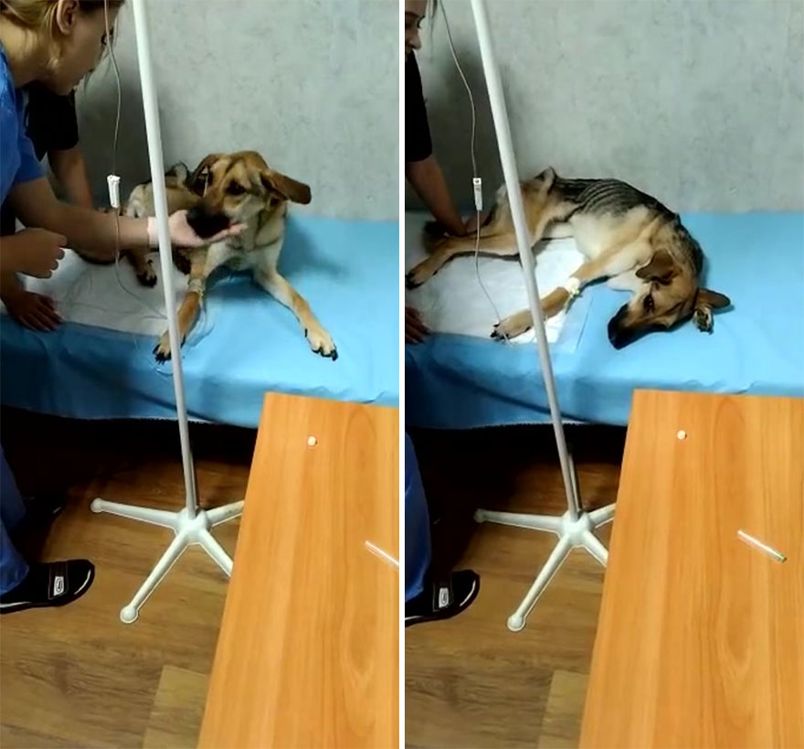 Locals Spot A Dog Stuck On The Edge Of A Balcony, Turns Out She Tried To Escape Her Abusive Owner