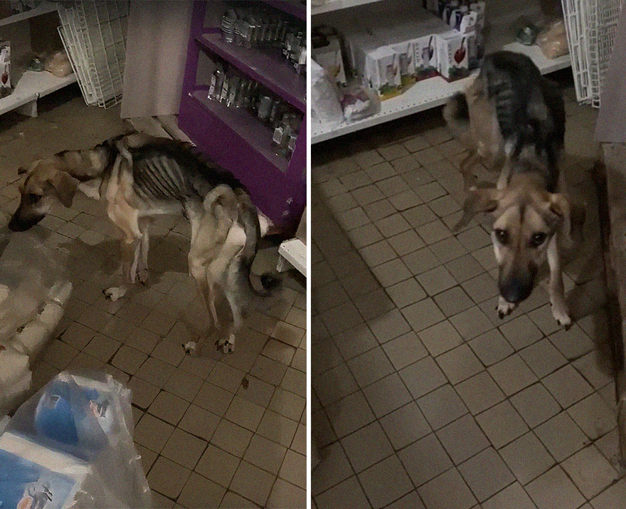 Locals Spot A Dog Stuck On The Edge Of A Balcony, Turns Out She Tried To Escape Her Abusive Owner