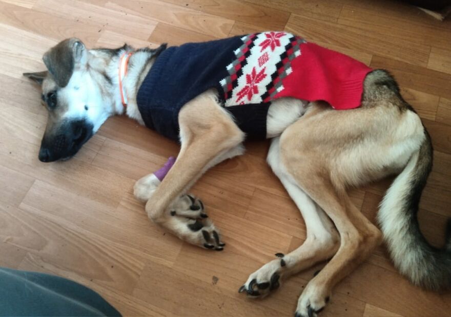 Locals Spot A Dog Stuck On The Edge Of A Balcony, Turns Out She Tried To Escape Her Abusive Owner