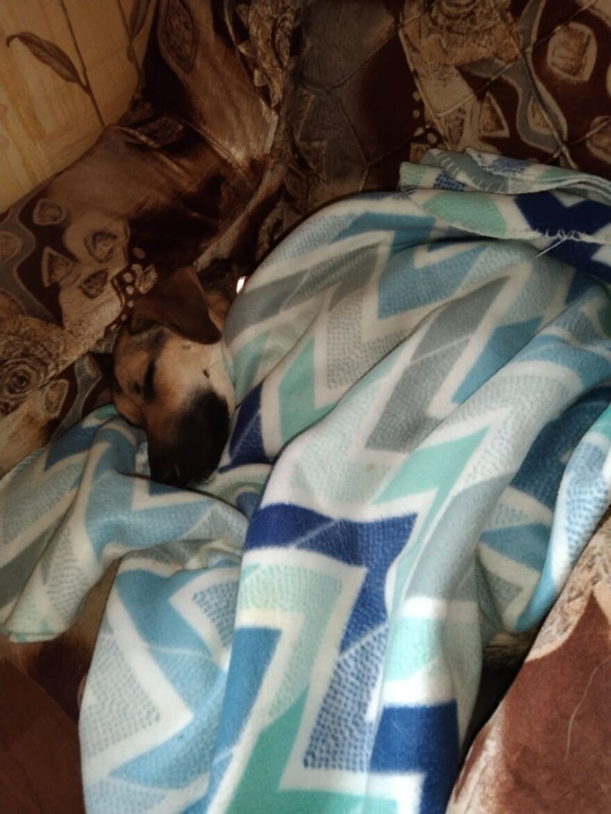 Locals Spot A Dog Stuck On The Edge Of A Balcony, Turns Out She Tried To Escape Her Abusive Owner