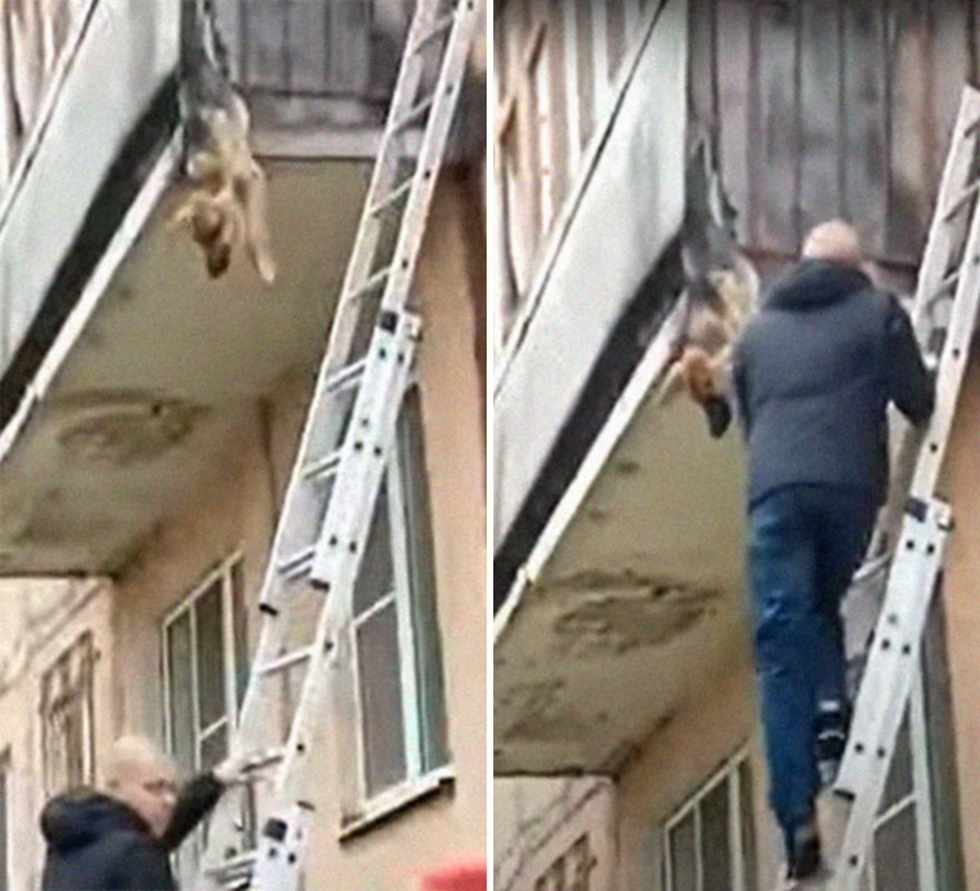 Locals Spot A Dog Stuck On The Edge Of A Balcony, Turns Out She Tried To Escape Her Abusive Owner