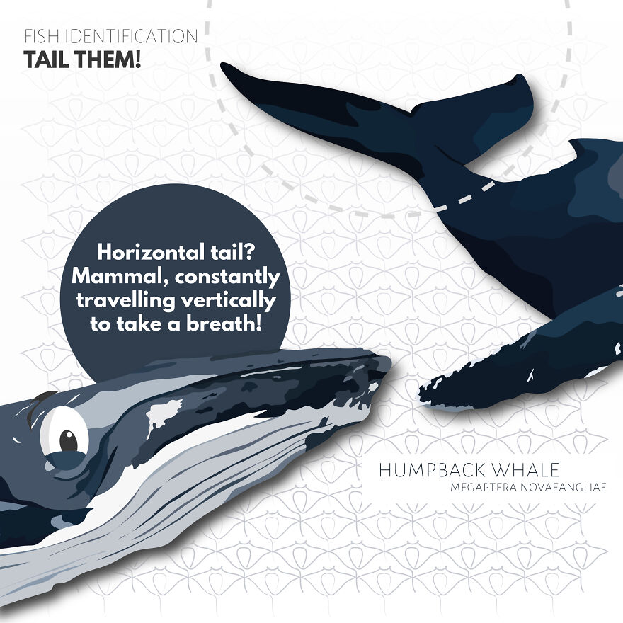 I Illustrate Incredible Marine Life Facts With A Fun Twist I Illustrate Incredible Marine Life Facts With A Fun Twist