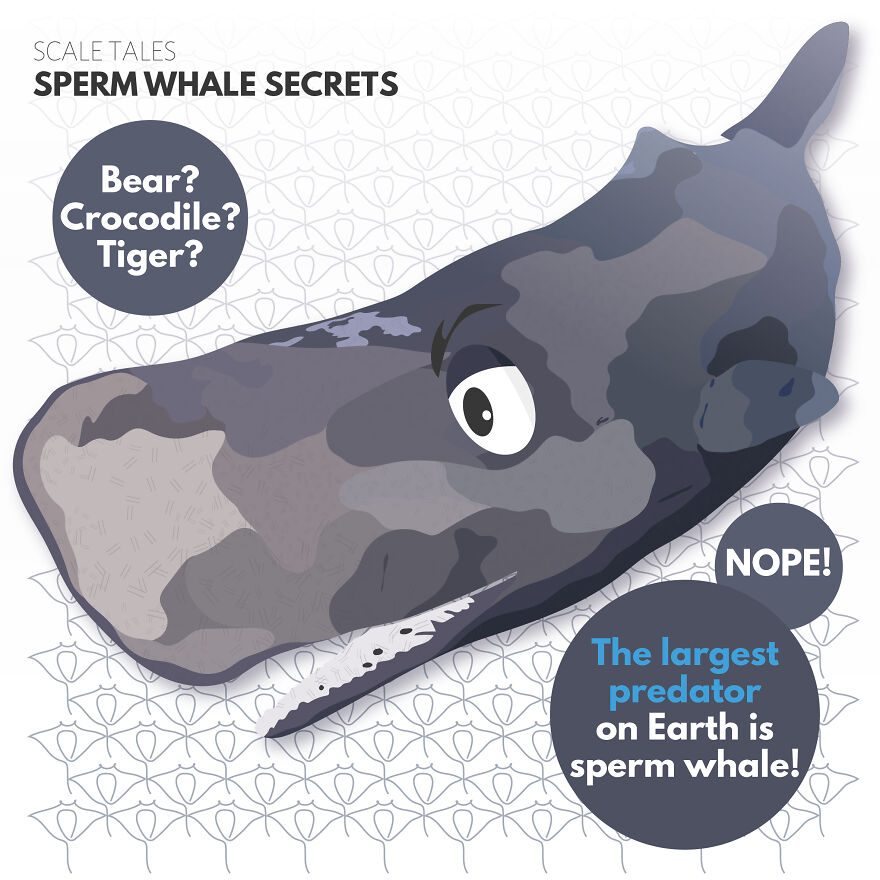 I Illustrate Incredible Marine Life Facts With A Fun Twist I Illustrate Incredible Marine Life Facts With A Fun Twist