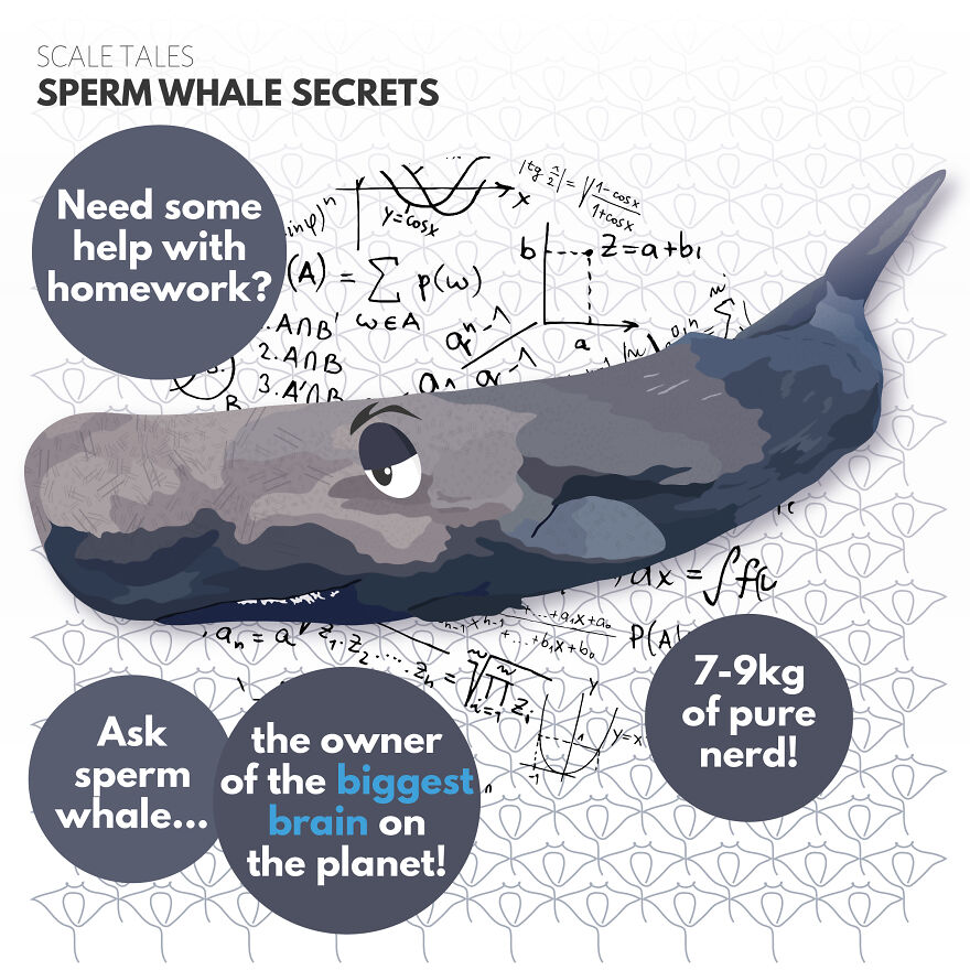 I Illustrate Incredible Marine Life Facts With A Fun Twist I Illustrate Incredible Marine Life Facts With A Fun Twist