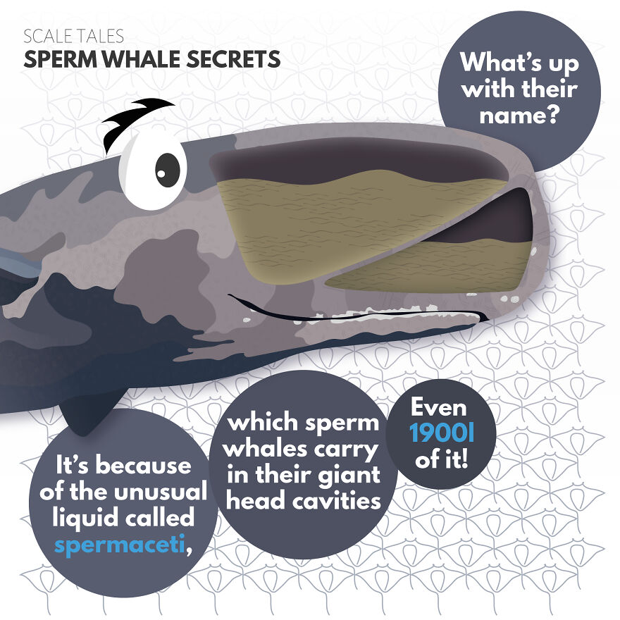 I Illustrate Incredible Marine Life Facts With A Fun Twist I Illustrate Incredible Marine Life Facts With A Fun Twist