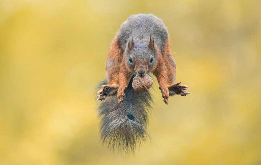 Belgian Photographer Captures 40 Perfectly Timed Animal Photos