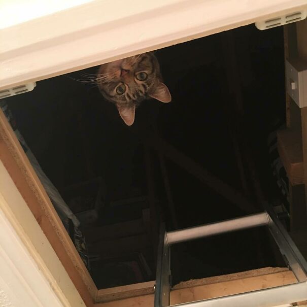 Turn My Back For 10 Seconds And She's Gone Up The Ladder