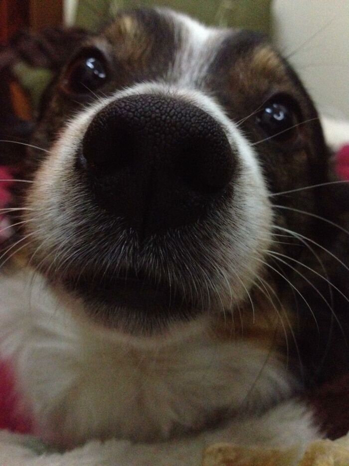 This Is My Sweet Boy's Boop!