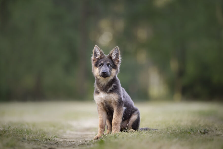 I Photograph All Kinds Of Dogs As A Living ( 11 Pics ) I Photograph All Kinds Of Dogs As A Living ( 11 Pics )