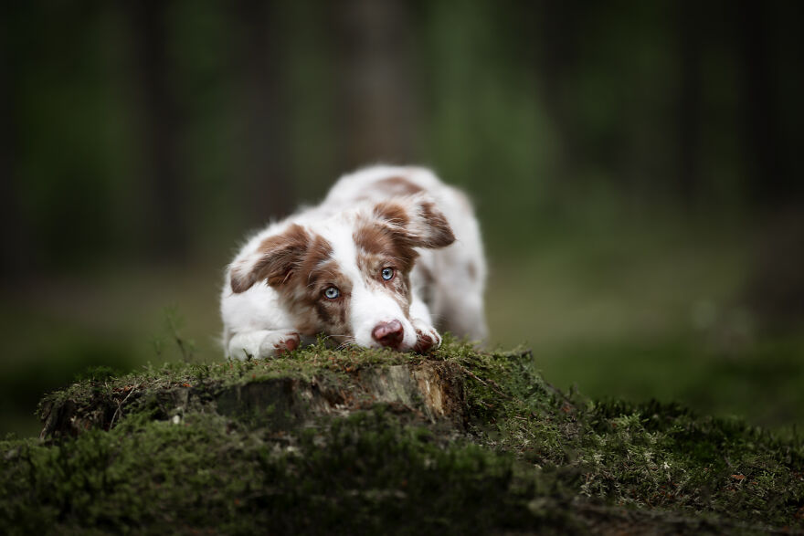 I Photograph All Kinds Of Dogs As A Living ( 11 Pics ) I Photograph All Kinds Of Dogs As A Living ( 11 Pics )
