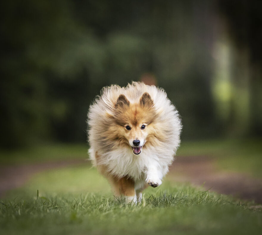 I Photograph All Kinds Of Dogs As A Living ( 11 Pics ) I Photograph All Kinds Of Dogs As A Living ( 11 Pics )