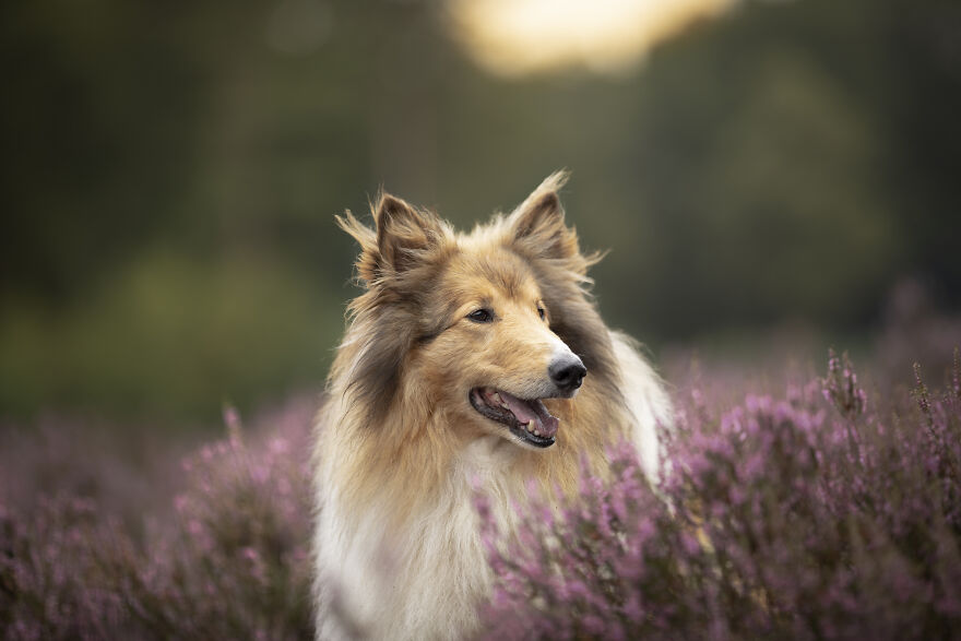 I Photograph All Kinds Of Dogs As A Living ( 11 Pics ) I Photograph All Kinds Of Dogs As A Living ( 11 Pics )