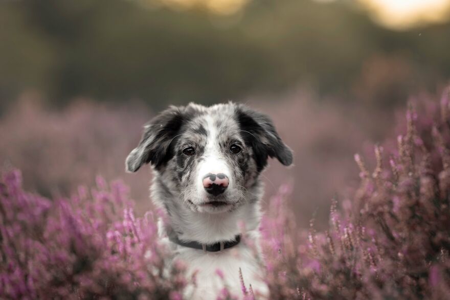I Photograph All Kinds Of Dogs As A Living ( 11 Pics ) I Photograph All Kinds Of Dogs As A Living ( 11 Pics )