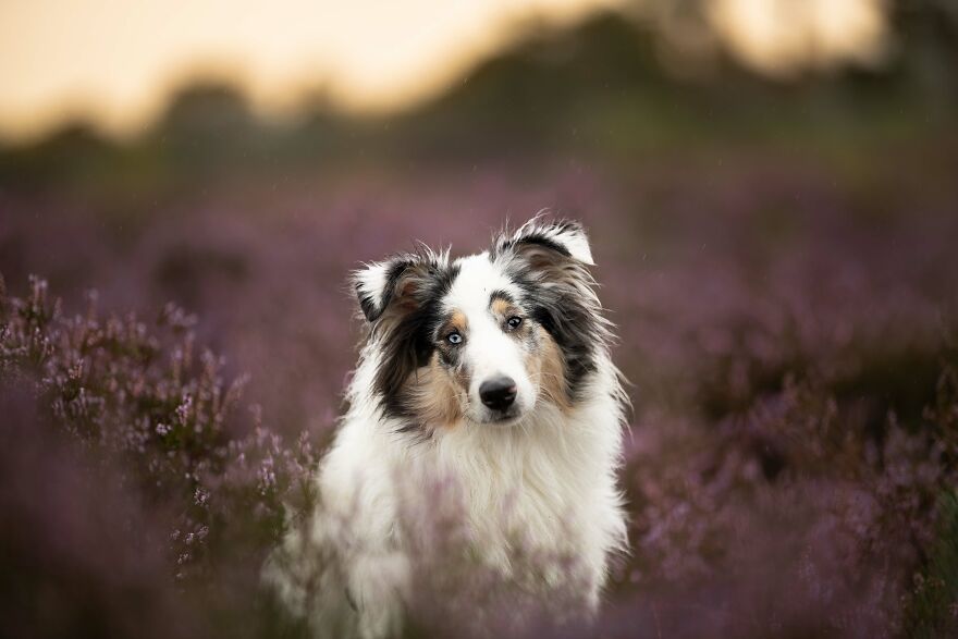 I Photograph All Kinds Of Dogs As A Living ( 11 Pics ) I Photograph All Kinds Of Dogs As A Living ( 11 Pics )