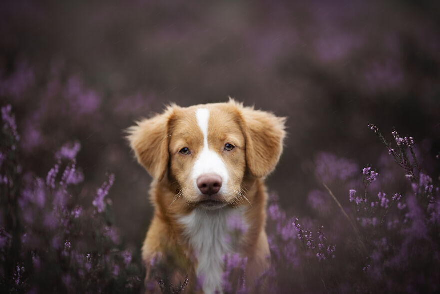 I Photograph All Kinds Of Dogs As A Living ( 11 Pics ) I Photograph All Kinds Of Dogs As A Living ( 11 Pics )