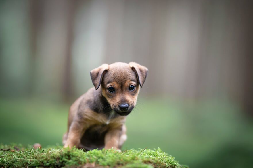 I Photograph All Kinds Of Dogs As A Living ( 11 Pics ) I Photograph All Kinds Of Dogs As A Living ( 11 Pics )
