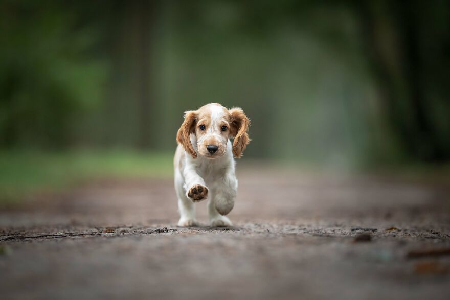 I Photograph All Kinds Of Dogs As A Living ( 11 Pics ) I Photograph All Kinds Of Dogs As A Living ( 11 Pics )
