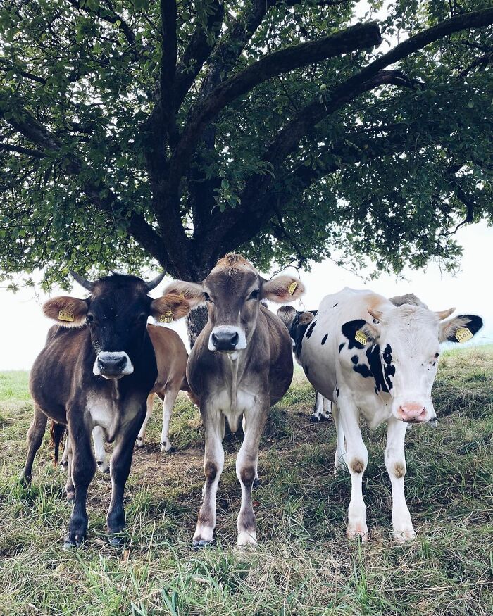 Farm Animals Are Not Just Food And This Man Proves That Farm Animals Are Not Just Food And This Man Proves That