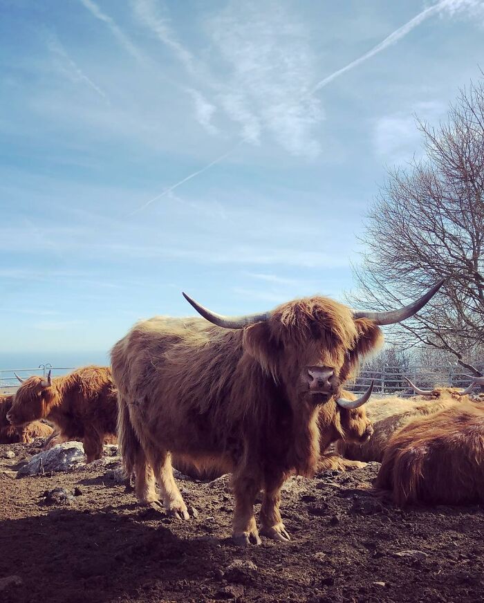 Farm Animals Are Not Just Food And This Man Proves That Farm Animals Are Not Just Food And This Man Proves That