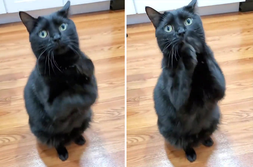 This Cat Went Viral Because He Learned To Beg In A Way That Melts People&rsquo;s Hearts