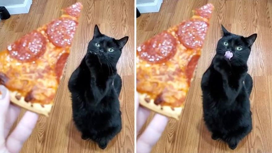 This Cat Went Viral Because He Learned To Beg In A Way That Melts People&rsquo;s Hearts