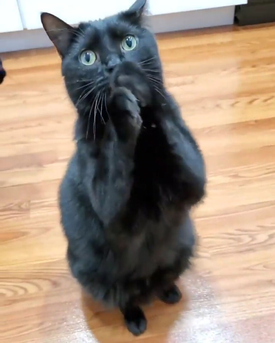 This Cat Went Viral Because He Learned To Beg In A Way That Melts People&rsquo;s Hearts