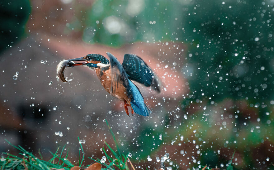 Belgian Photographer Captures 40 Perfectly Timed Animal Photos
