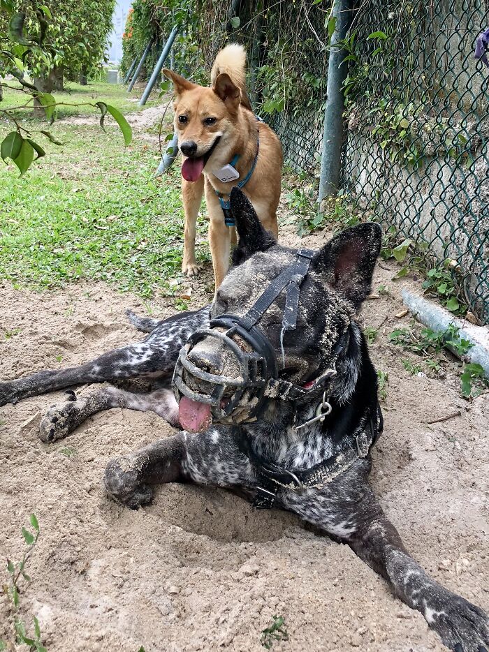 My Dog Mugbo Cooling Off Himself In The Mud Hole Dug By Her Friend, Bluey