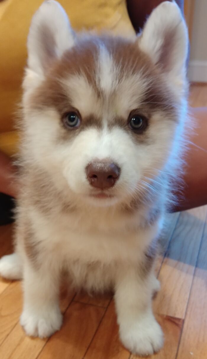"Howlin' Mad" Murdock On His 1st Gotcha Day At Home