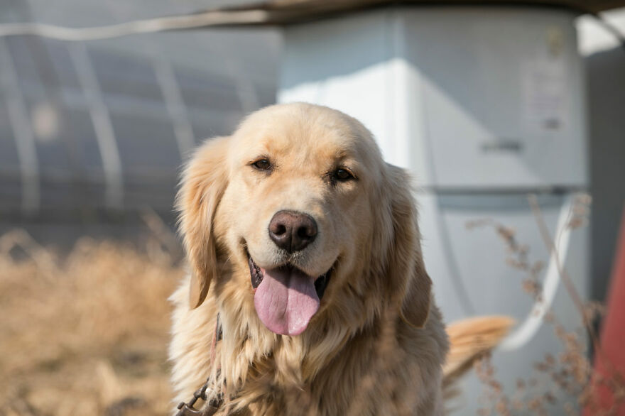 Dogs Experience Care And Love For The First Time After Being Saved From A Meat Farm