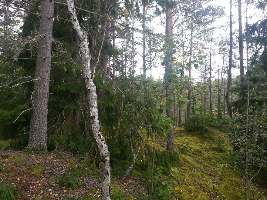 Nature Nature