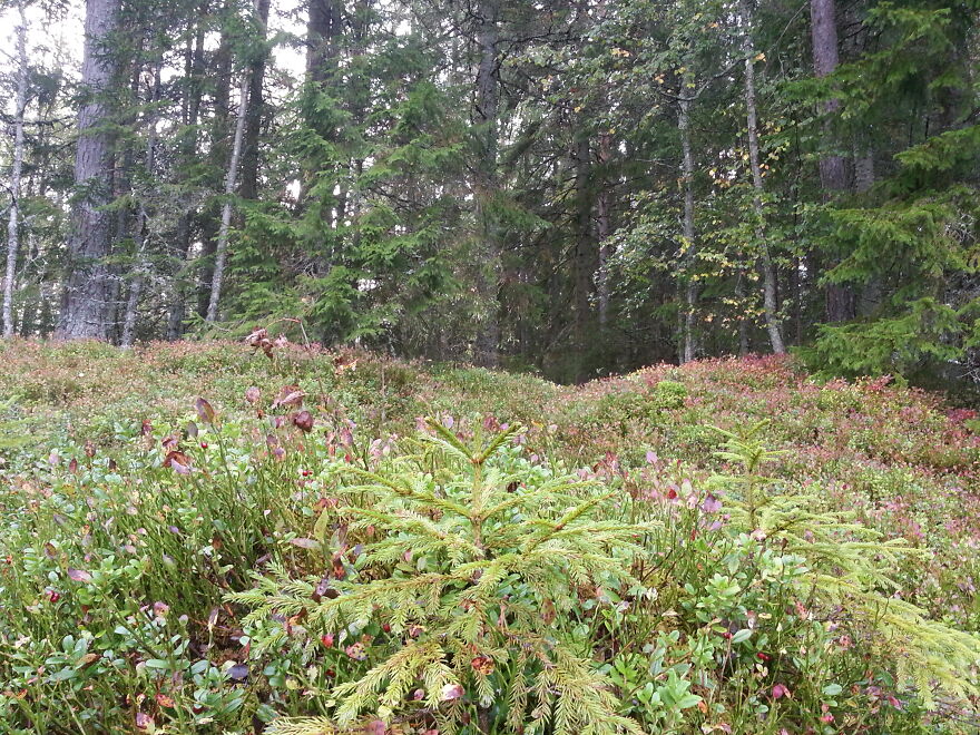 Nature Nature