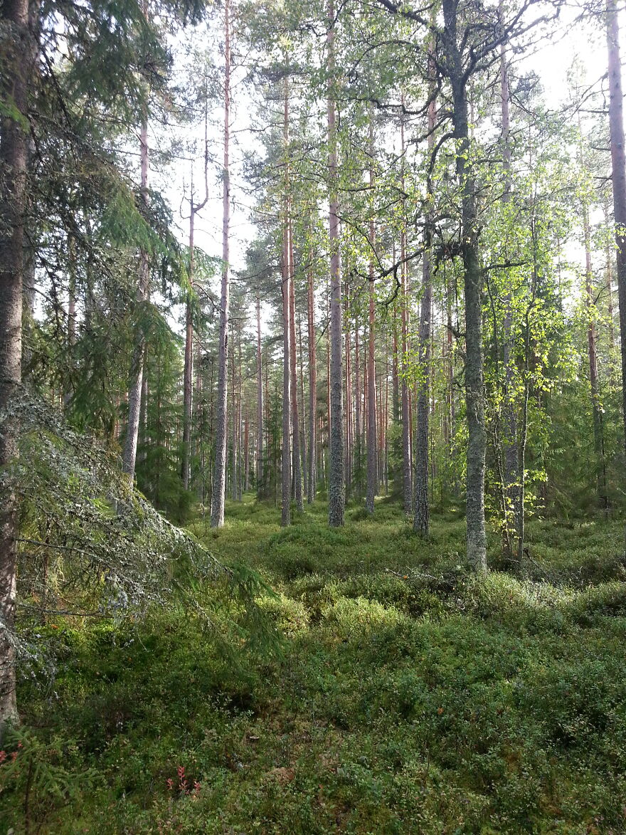 Nature Nature