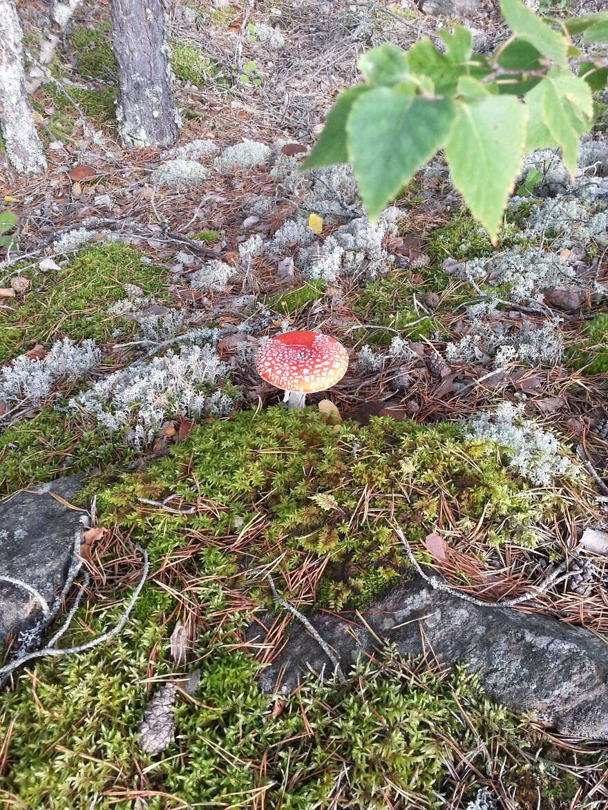Nature Nature