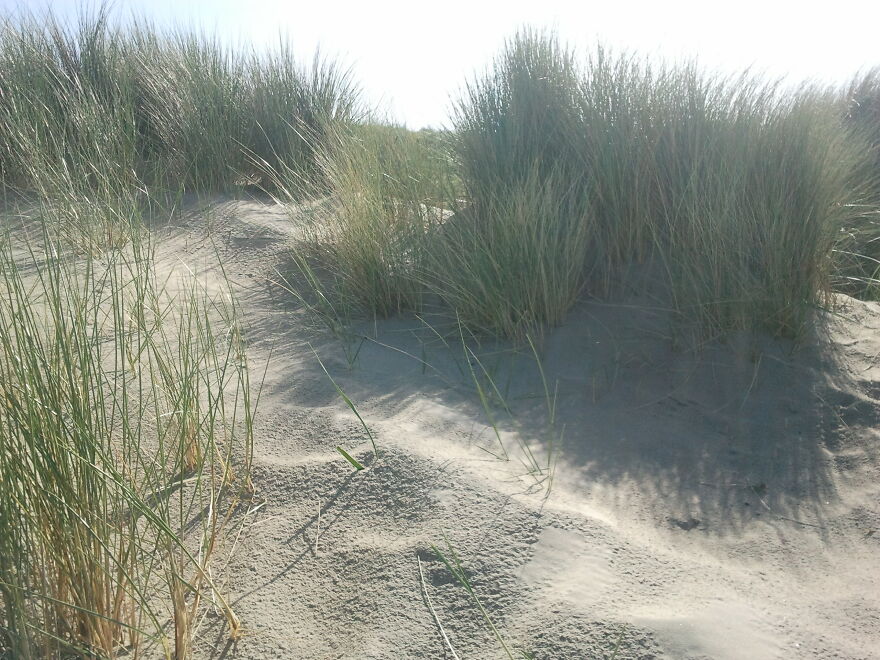 Nature Nature