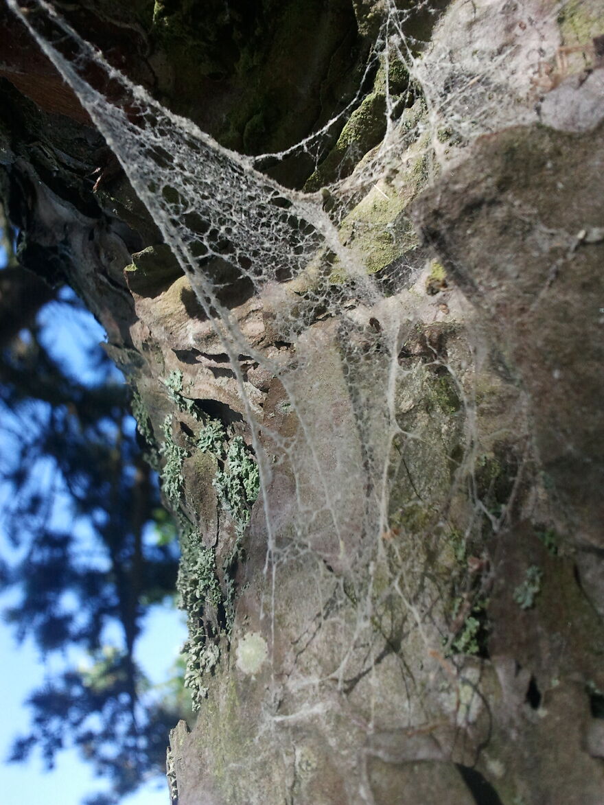 Nature Nature