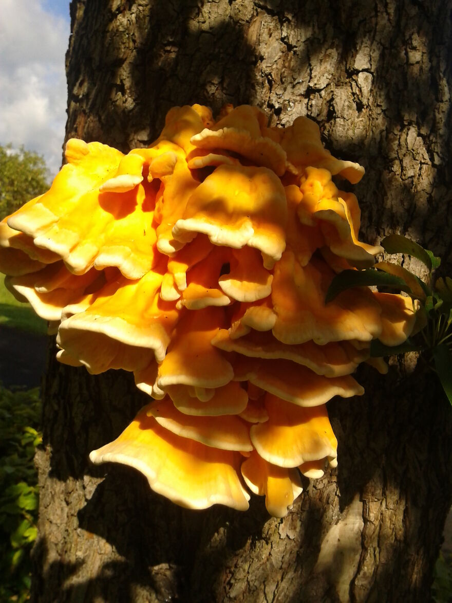 Nature Nature