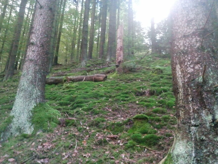 Nature Nature