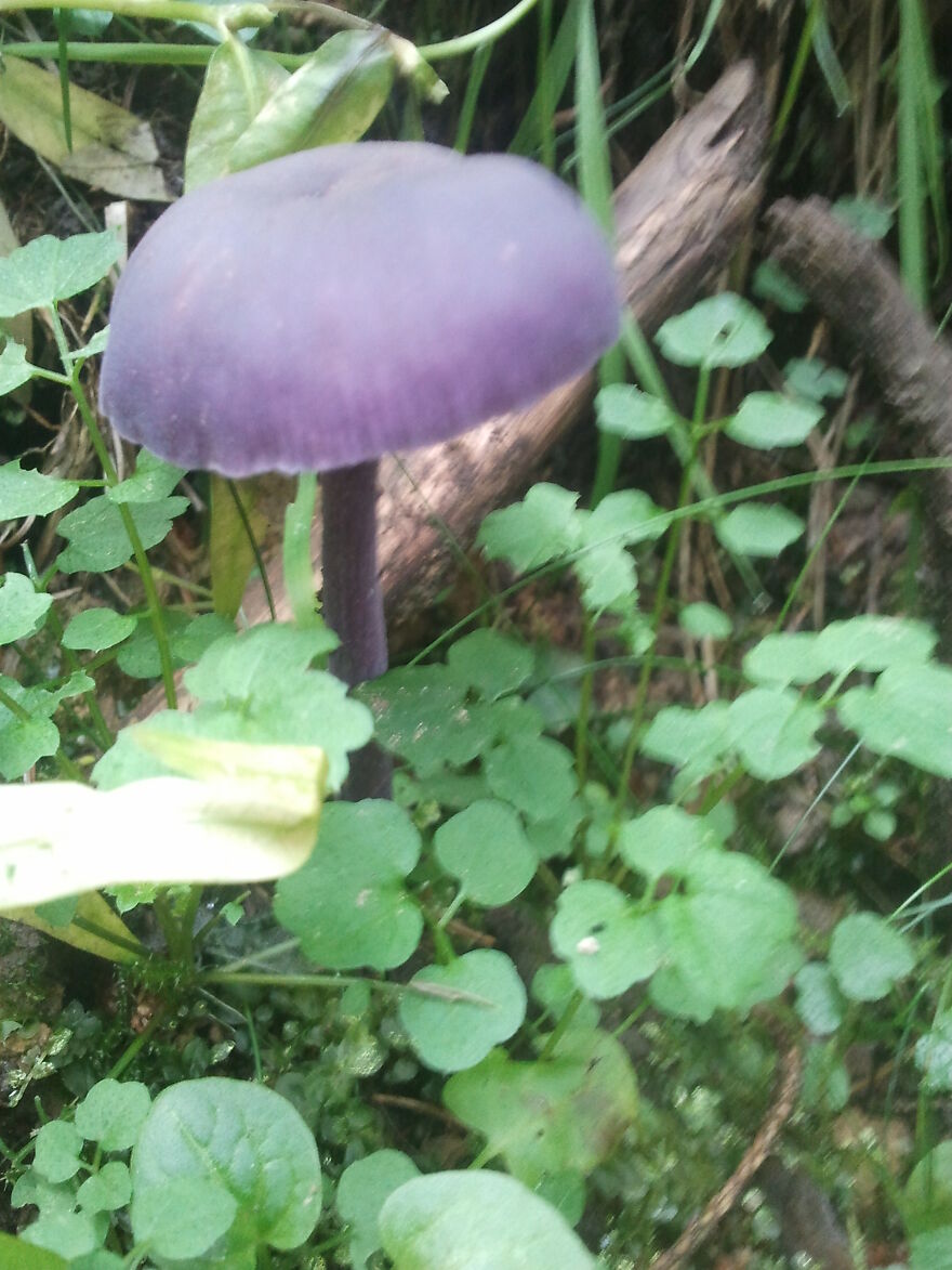 Nature Nature