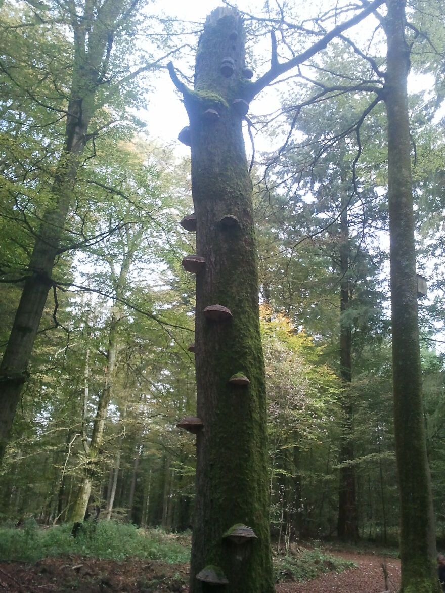 Nature Nature