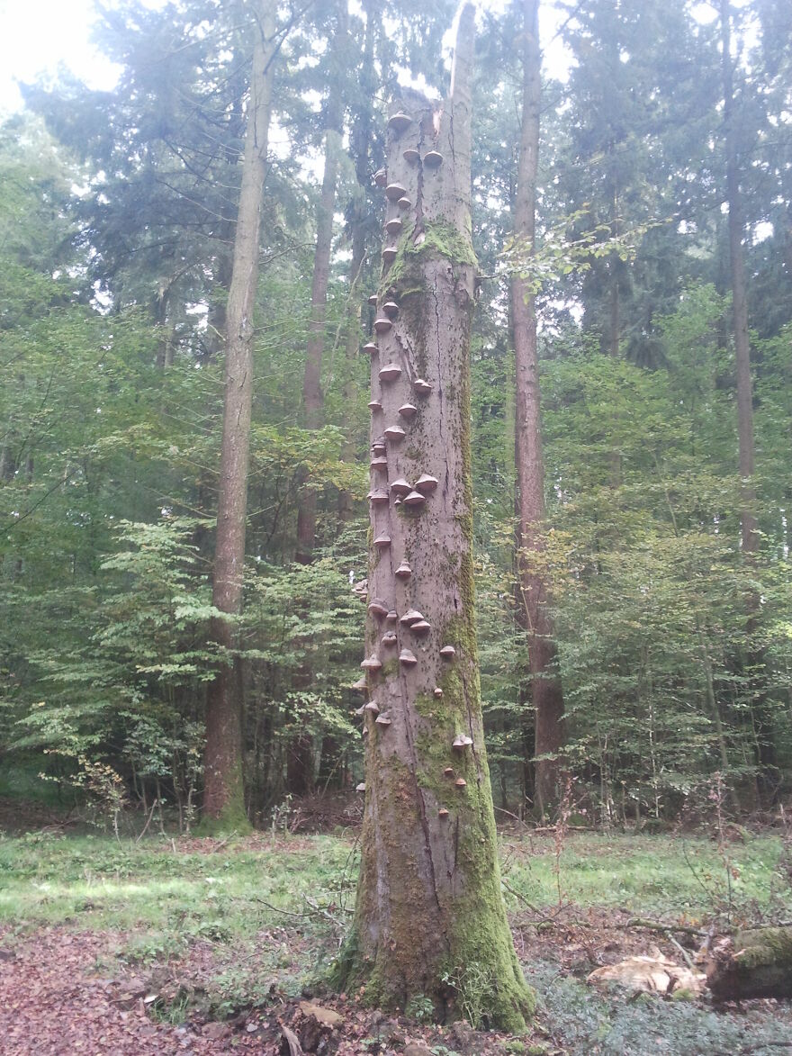 Nature Nature