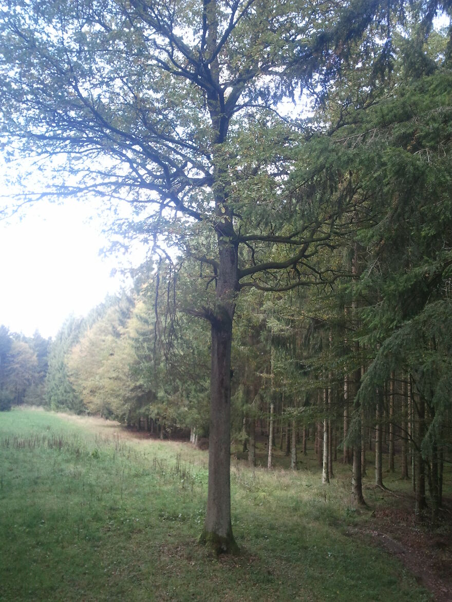 Nature Nature