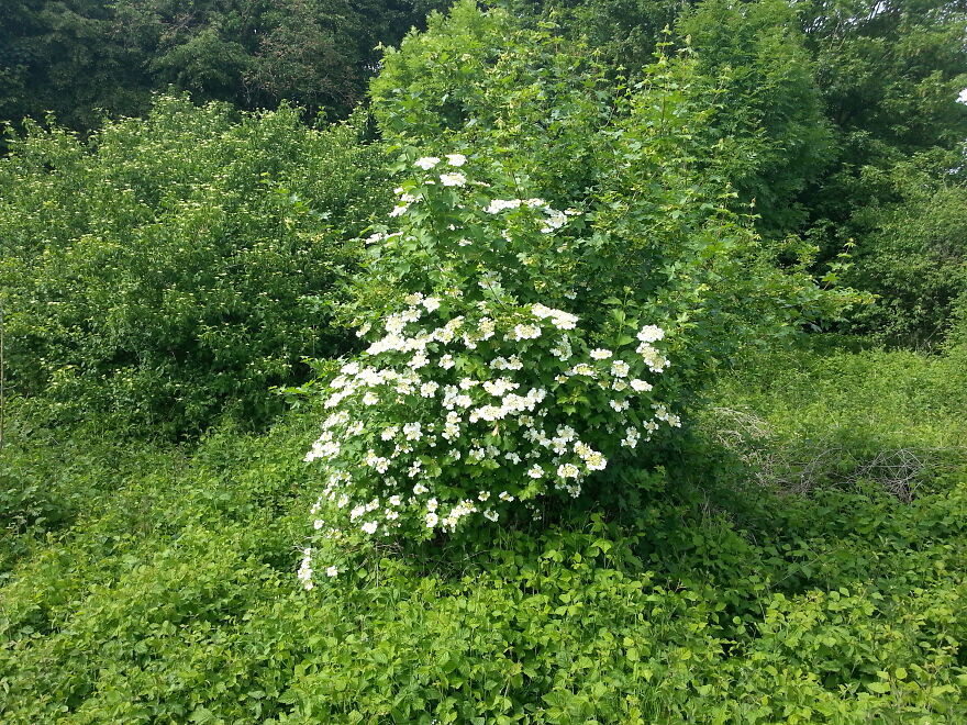 Nature Nature