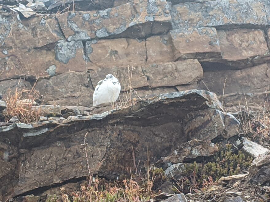 A Ptarmigan On A Recent Hike