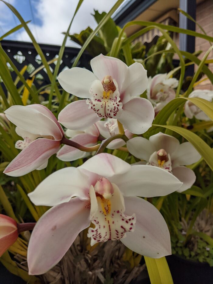 Very Good Year For Flowers In South Australia. These Ones Are In Our Garden