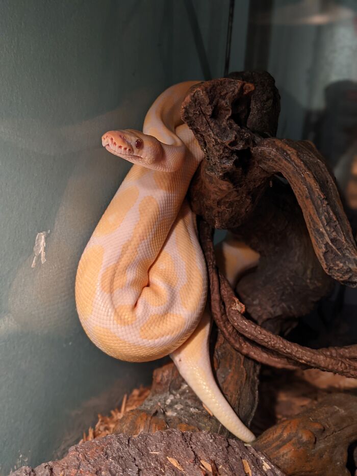 This Is Phasma. Shes My Best Girl!