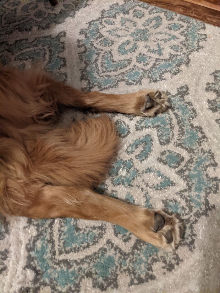 Golden Retriever Does A Sploot.