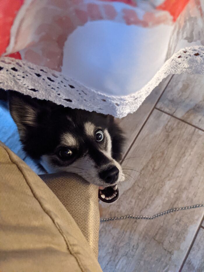 I Have Never Fed Her From The Table, But Last Night She Needed That To Change.