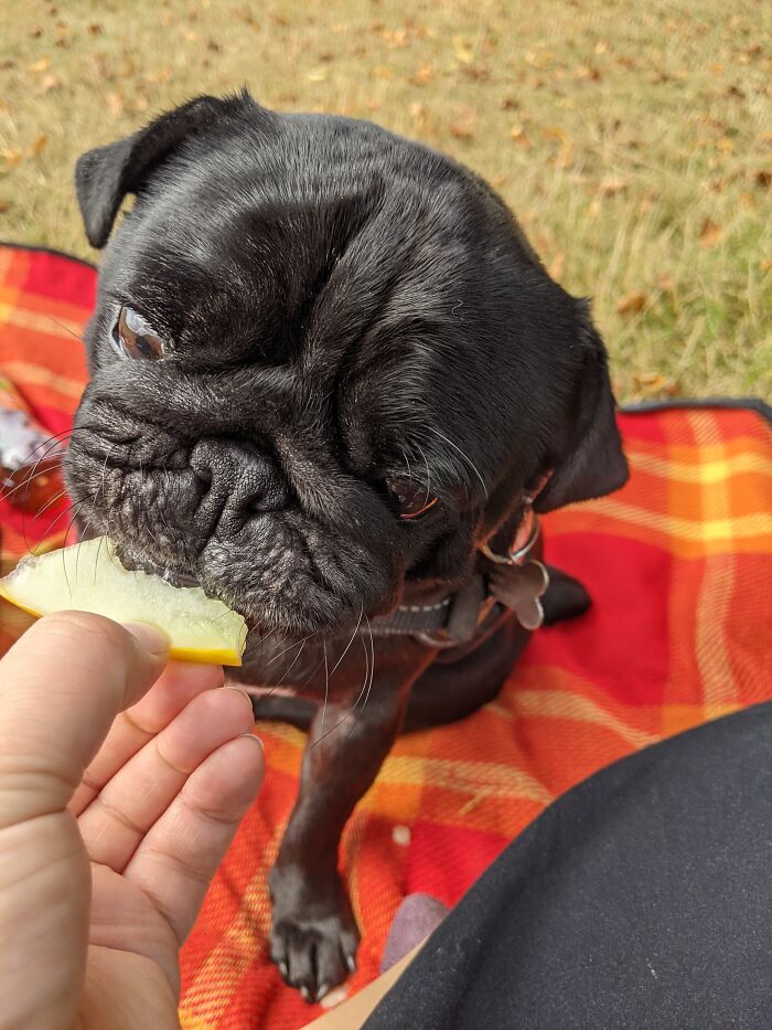 It's Another Fur Baby I'm Afraid, First Time Eating Melon.